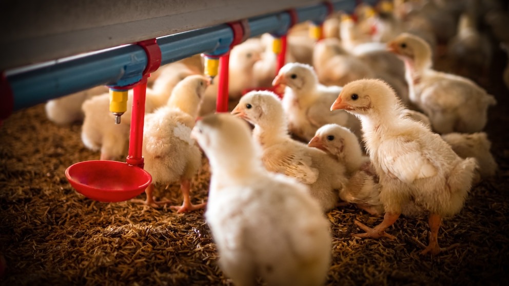 What to know about the risks of the bird flu outbreak